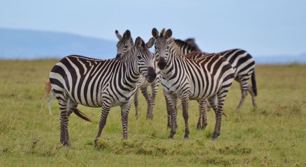 Obraz na płótnie Canvas Herd of Zebra