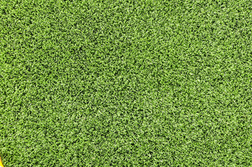 Obraz premium Green grass background texture.