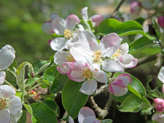 Apfelblüte