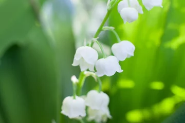 Crédence en verre imprimé Muguet lily-of-the-valley flowers