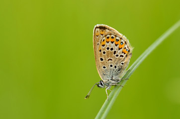 Butterfly on the green grass