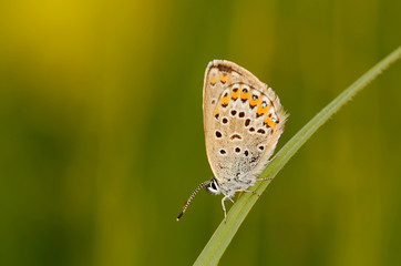 Butterfly on the green grass