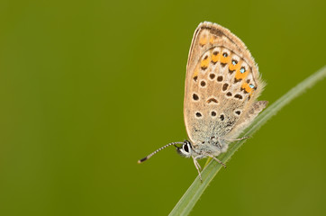 Butterfly on the green grass