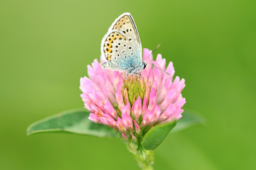 Butterfly is resting on the clover flower