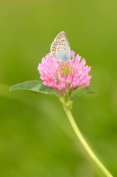 Butterfly is resting on the clover flower