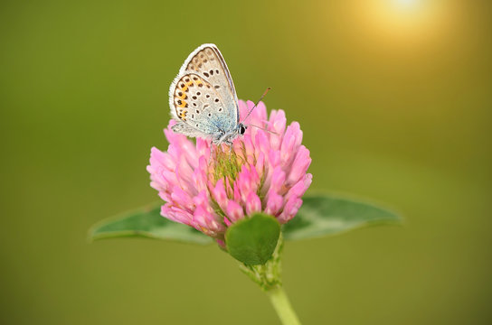 Butterfly is resting on the clover flower