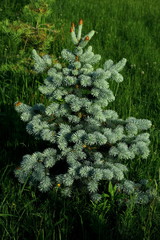 Świerk srebrzysty © fotodrobik