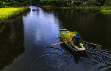Rice boat on rive