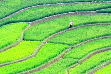 terraced rice field