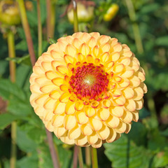 Dahlie