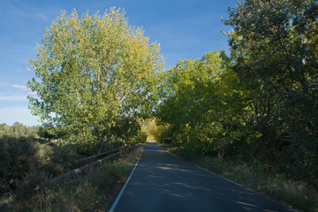 Fototapeta premium Black poplar road