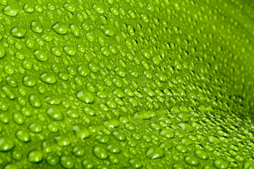 water drops on green plant leaf