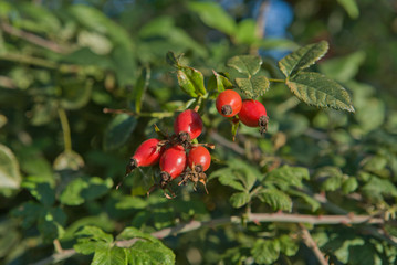 Red sloe