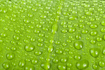 water drops on green plant leaf