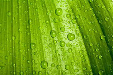 water drops on green plant leaf