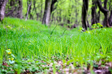 Green grass in spring forest, natural background