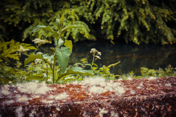 Pollen on a sunny day near river
