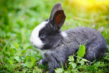 Funny baby rabbit in grass