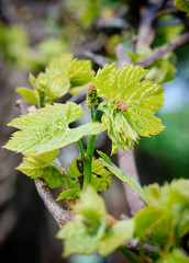 Grape vine shoot with buds