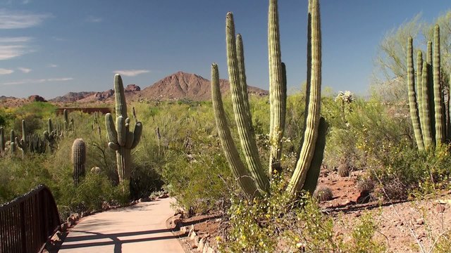 Hiking Guy at the Desert Botanical Garden. Phoenix, Arizona