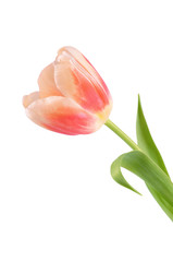 The pink tulip isolated on white
