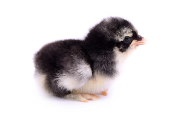 Little chicken isolated on white background