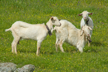 Obraz premium Young goats grazing
