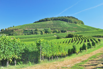 Fototapeta na wymiar Weinanbaugebiet am Kaiserstuhl im Schwarzwald