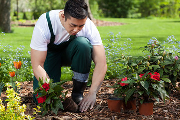 Fototapeta premium Planting flowers in a garden
