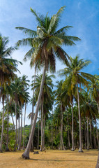 Beautiful palm forest