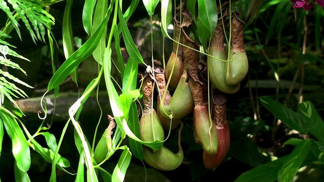 Pitchers of Nepenthes  (Insectivorous Plant).