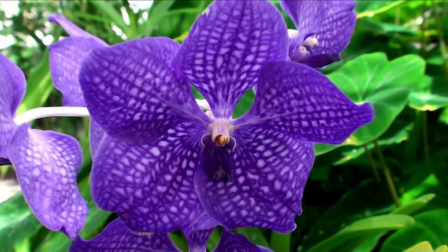 Vanda coerulea orchid ( Blue Vanda).