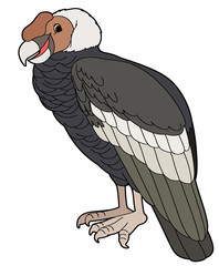 Cartoon animal - condor - flat coloring style