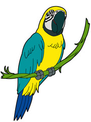 Cartoon animal - parrot - flat coloring style