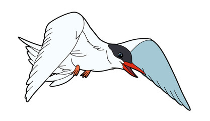 Cartoon animal - tern - flat coloring style
