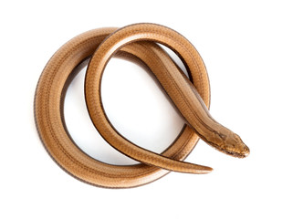 Slow worm or legless lizard