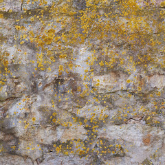 Old wall covered with lichen