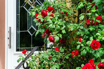 Home entrance decorated by natural roses