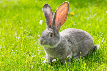 Grey rabbit in green grass