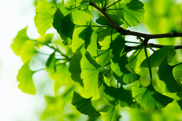 Green ginkgo-biloba leaves