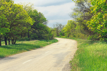 Fototapeta na wymiar Rural road in green forest