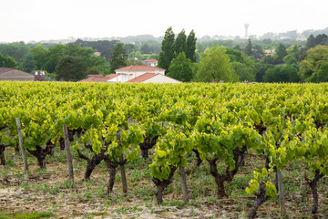 Fototapeta na wymiar Nantes winnic w Monnieres wiosny - Loire Atlantique