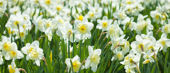 narcissi