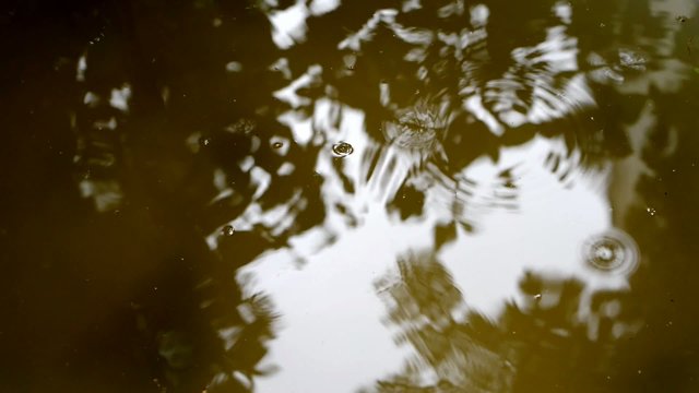 Water drops and abstract reflection of a tree