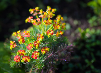 In garden after rain. Selective focus.