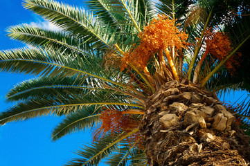 Palm tree with fruits on a background of azure sky