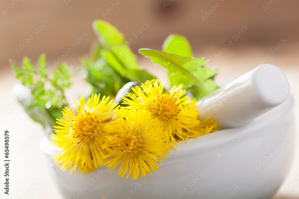 Wall mural coltsfoot flowers spring herbs in mortar