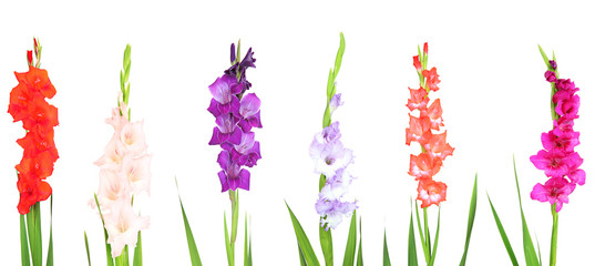 Collage of gladiolus flowers isolated on white - obrazy, fototapety, plakaty
