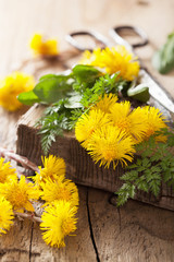 coltsfoot flowers spring herbs and scissors