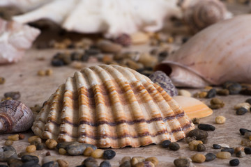 Kammmuschel © DiFu